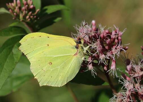 Image of Brimstones