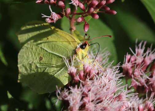 Imagem de Gonepteryx