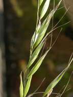 Image of oat