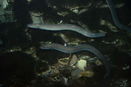 Image of Eel