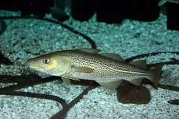 Image of cod