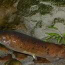 Image of African Electric Catfish