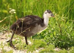 Imagem de Fulica Linnaeus 1758