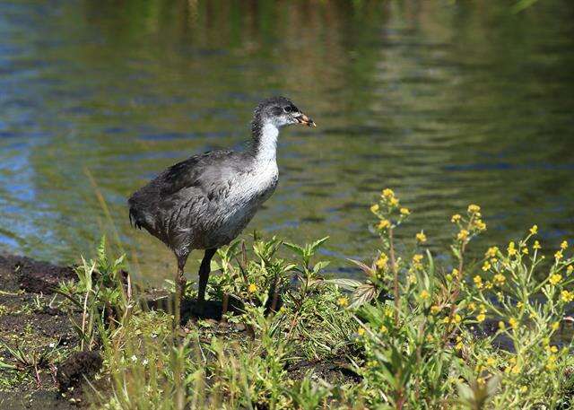 Imagem de Fulica Linnaeus 1758