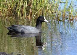 Imagem de Fulica Linnaeus 1758