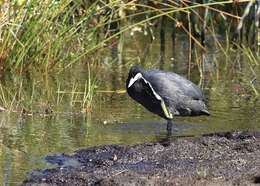 Imagem de Fulica Linnaeus 1758