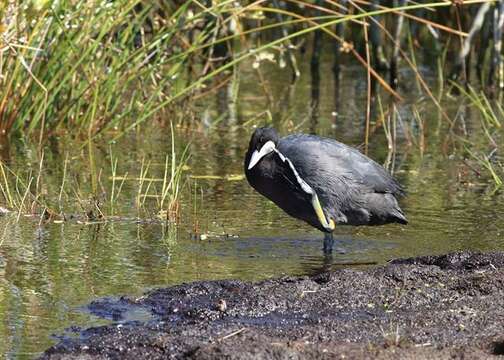 Imagem de Fulica Linnaeus 1758