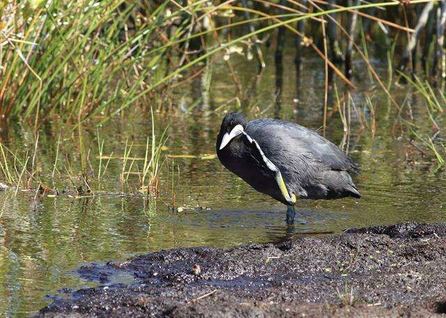 Imagem de Fulica Linnaeus 1758