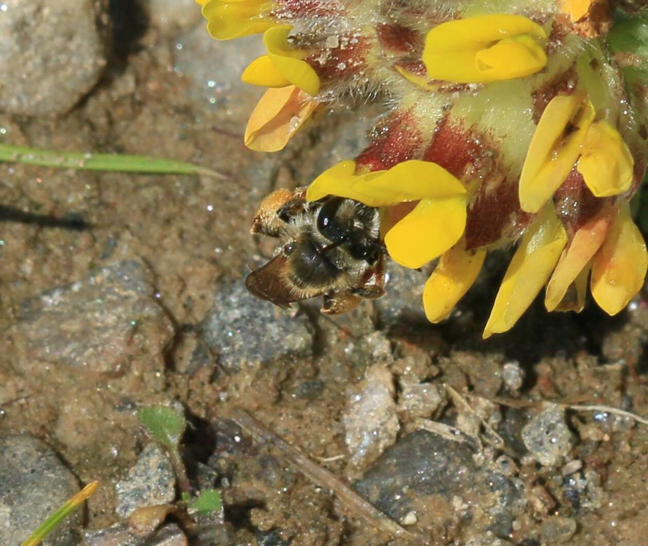 Image of Andrenine bee