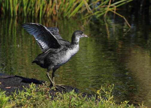 Imagem de Fulica Linnaeus 1758