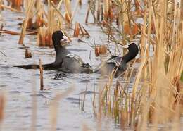 Imagem de Fulica Linnaeus 1758