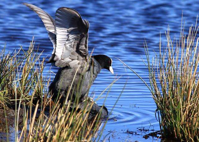 Imagem de Fulica Linnaeus 1758