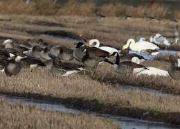 Image of <i>Branta</i> leucopsis × Branta <i>canadensis</i>