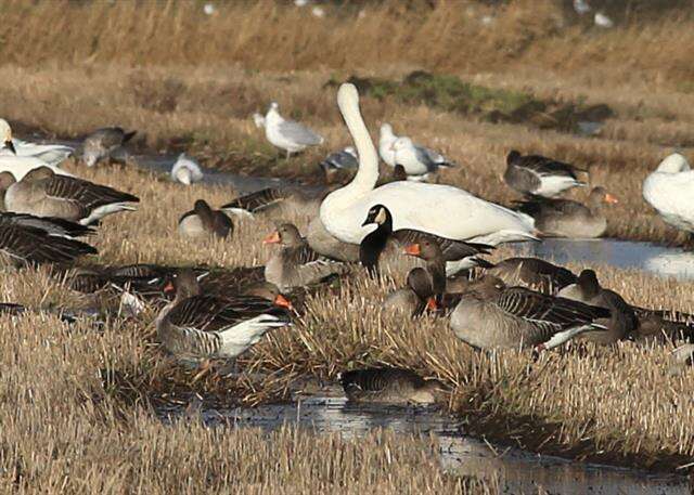 Image of <i>Branta</i> leucopsis × Branta <i>canadensis</i>