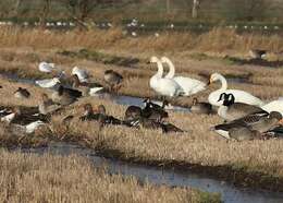 Image of <i>Branta</i> leucopsis × Branta <i>canadensis</i>