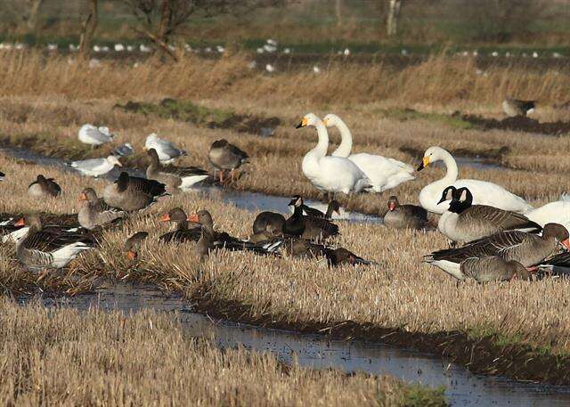 Image of <i>Branta</i> leucopsis × Branta <i>canadensis</i>