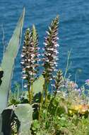 Image of acanthus