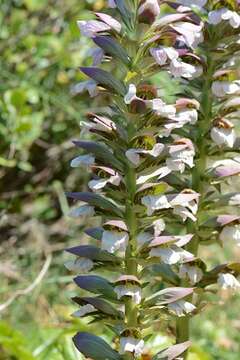Image of acanthus