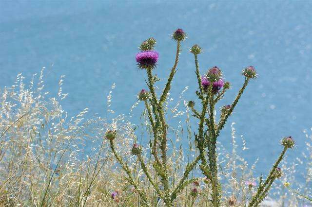 Image of cottonthistle