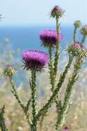 Image of cottonthistle