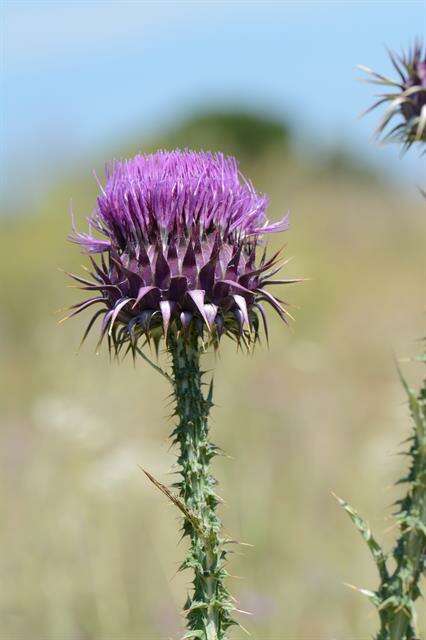 Image of cottonthistle