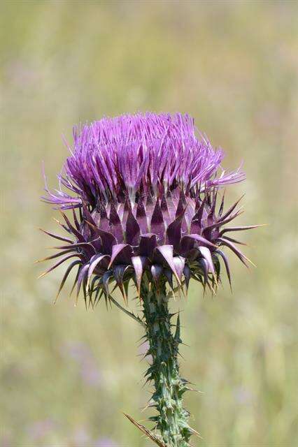 Image of cottonthistle