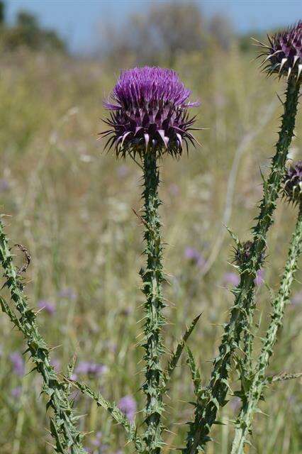 Image of cottonthistle