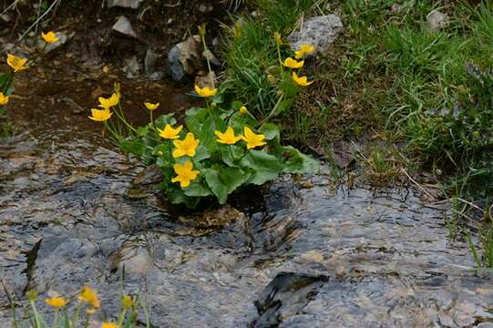 Image de Caltha