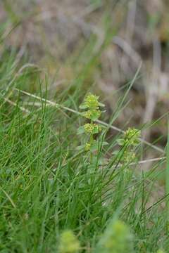 Image of bedstraw