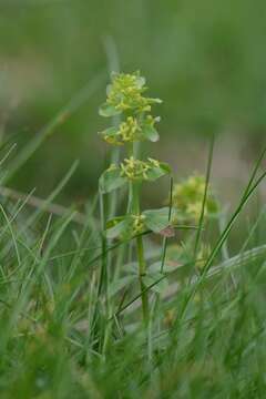 Image of bedstraw