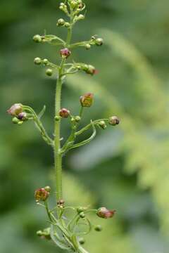 Image of figwort