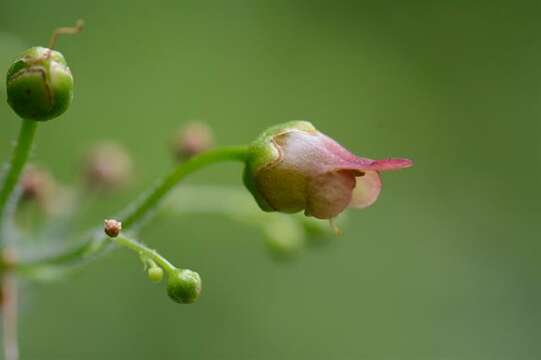 Imagem de Scrophularia