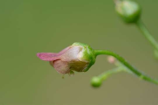 Image of figwort