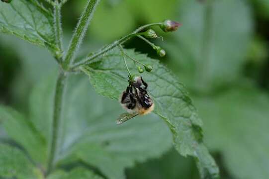 Imagem de Scrophularia