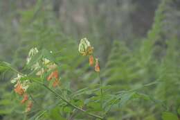 Imagem de Lathyrus laevigatus (Waldst. & Kit.) Gren.