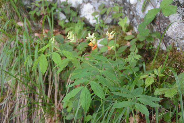 Imagem de Lathyrus laevigatus (Waldst. & Kit.) Gren.