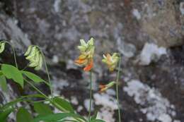 Lathyrus laevigatus (Waldst. & Kit.) Gren. resmi