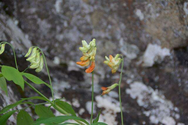 Imagem de Lathyrus laevigatus (Waldst. & Kit.) Gren.