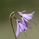 Image of Alpine snowbell