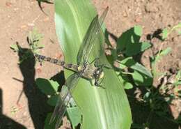 Image of Chilean Petaltail