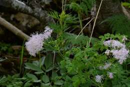 Image of meadow-rue