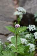 Image of Valeriana pyrenaica L.