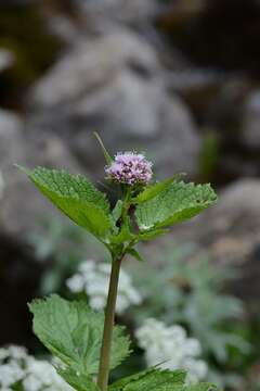 Image of Valeriana pyrenaica L.