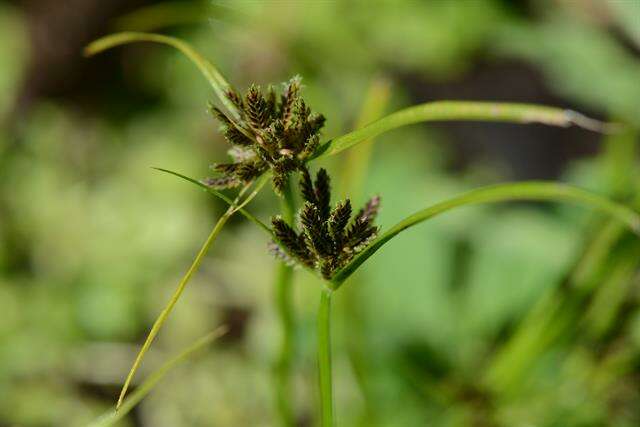 Image of Brown Galingale