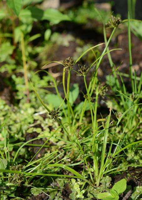 Image of Brown Galingale