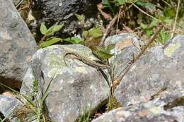 Image of Podarcis muralis brongniardii (Daudin 1802)