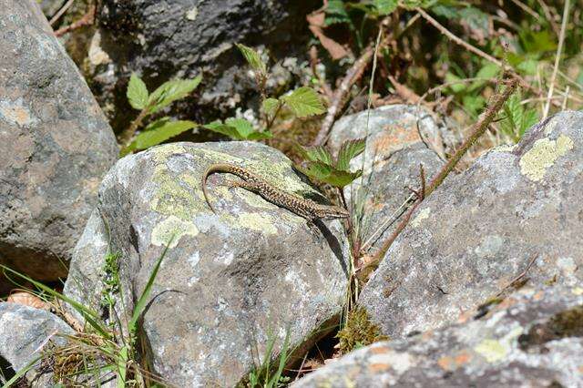 Plancia ëd Podarcis muralis brongniardii (Daudin 1802)