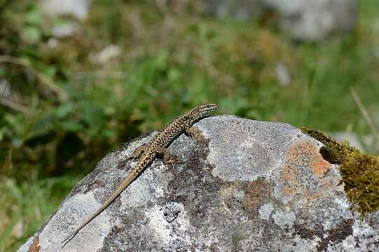 صورة Podarcis muralis brongniardii (Daudin 1802)