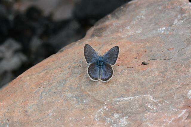 Image of Cyaniris