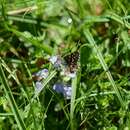 Image of Southern Grizzled Skipper